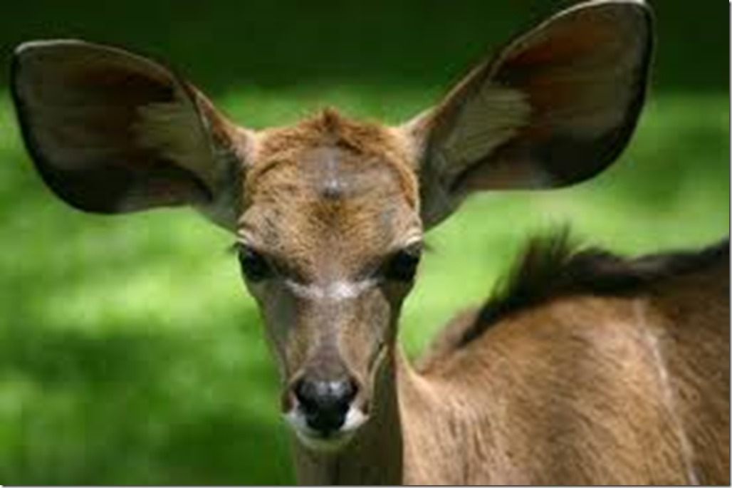 kudu-animal